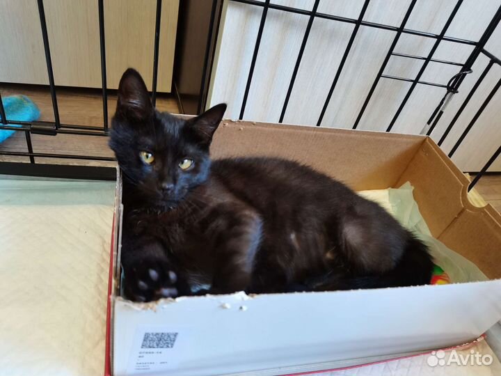 Маленькая Пума 4,5 месяца ищет дом