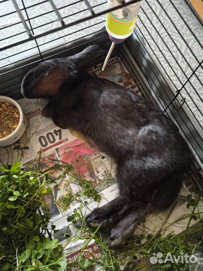 Декоративные кролики