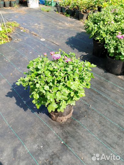 Хризантема Бранбич Лилак