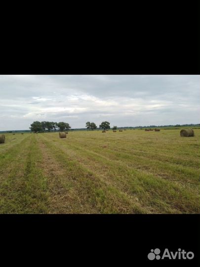 Сено в тюках