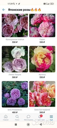 Саженцы роз