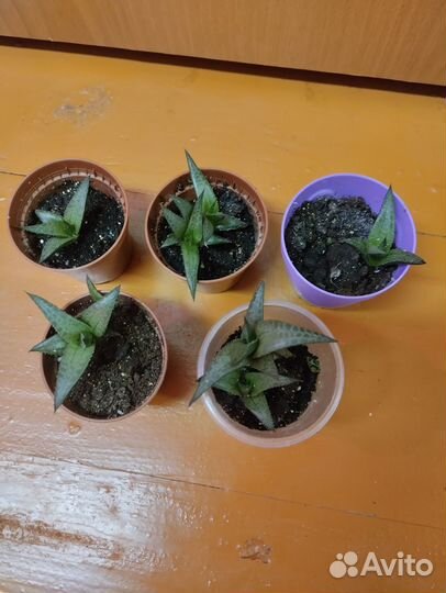 Комнатные сукуленты