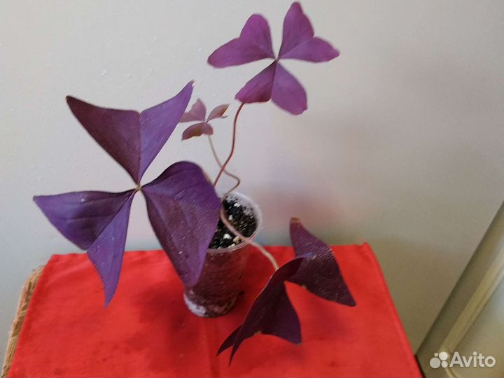 Комнатные цветы кислица