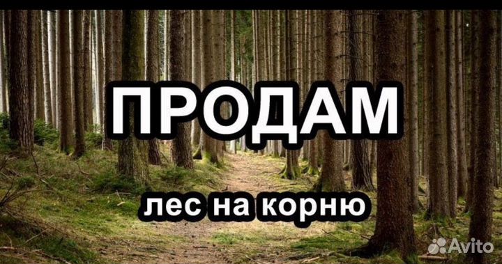 Лес сосна