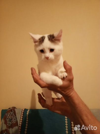 Кошка в дар