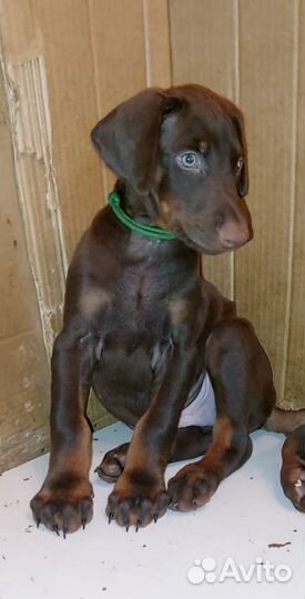 Щенки Добермана, парни