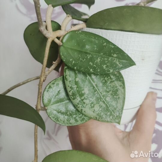 Хойя разных сортов