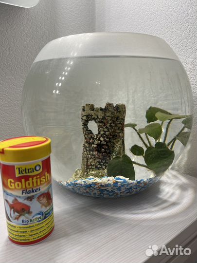 Аквариум с водорослями и компресорором. Флорариум