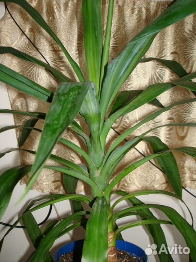 Пальма юкка