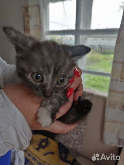 Кошка в дар бесплатно