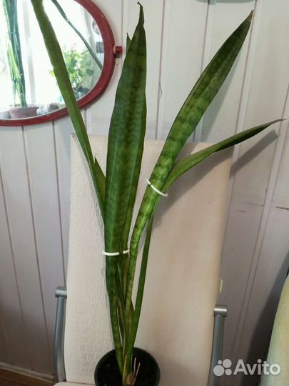 Сансевиерия ханни