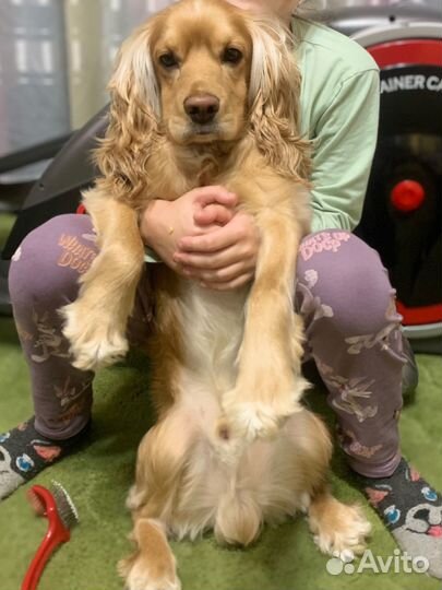 Вязка кокер спаниель