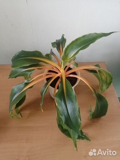 Хлорофитум Грин оранж