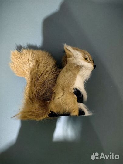 Просто белка