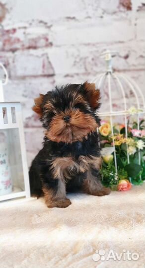 Йоркширский терьер Чемпион вязка