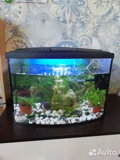 Аквариум