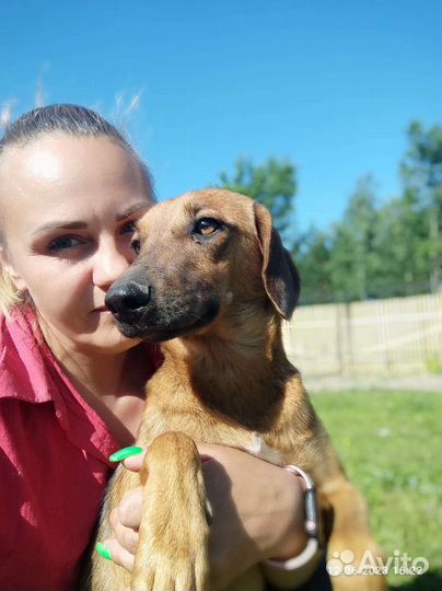 Боварская горная гончая метис