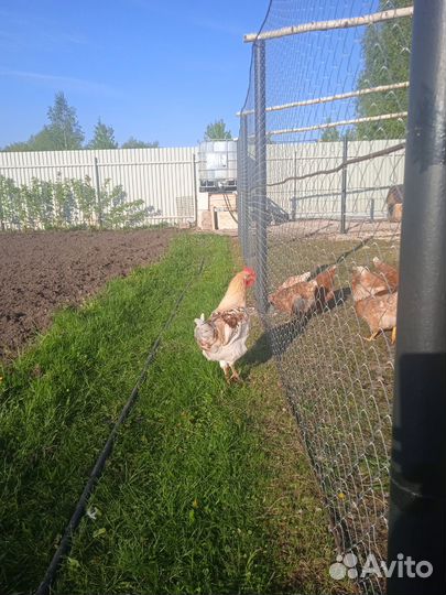 Петушок молодой 5 месяца ломан Браун