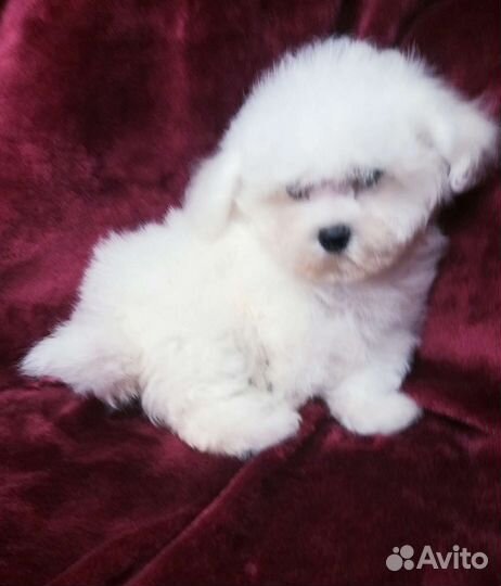 Щенки бишон фризе мини