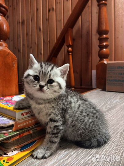 Шотландские котята