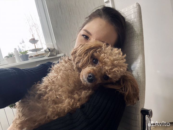 Вязка кобель пудель той