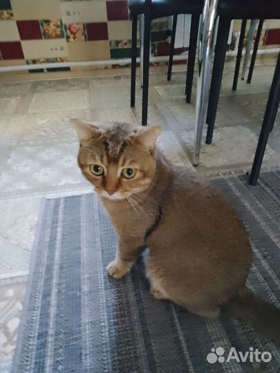 Шотландский кот вязка