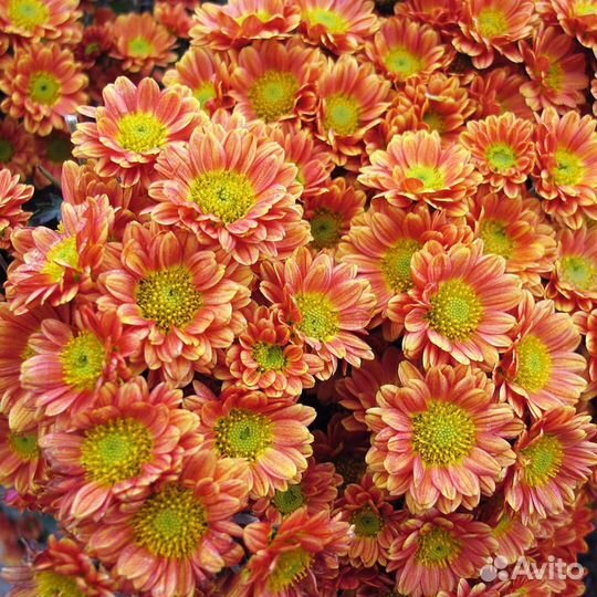 Хризантема мул тифлора и корейская