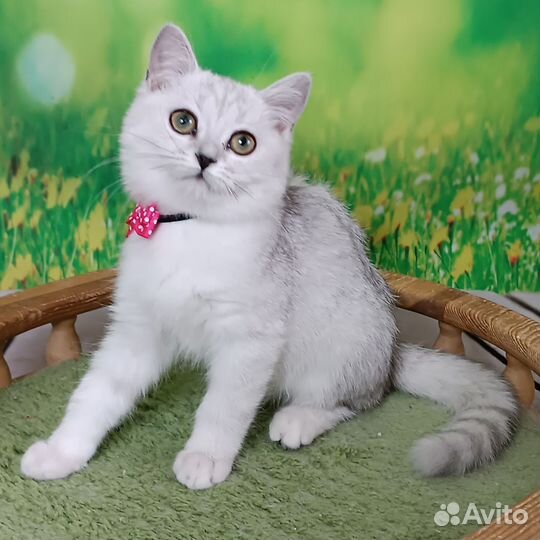 Британская шиншилла девочка