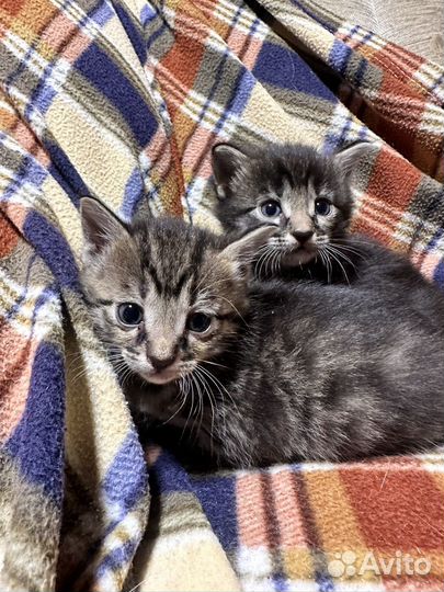 Котята мейн-кун