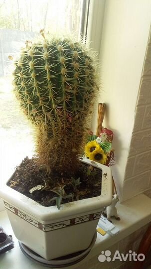 Большой кактус
