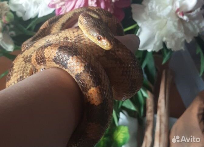 Маисовый полоз самка