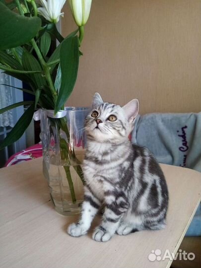 Британские расписные