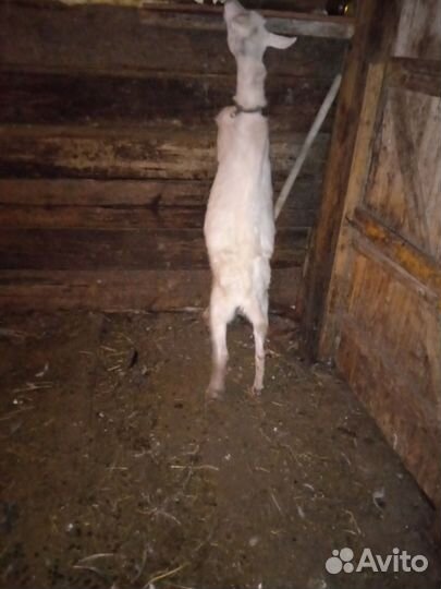 Коза дойная