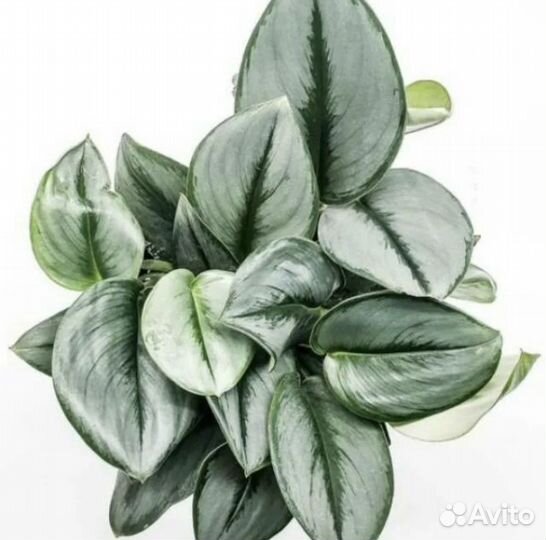 Сциндапсус Мунлайт, Дарк Форм