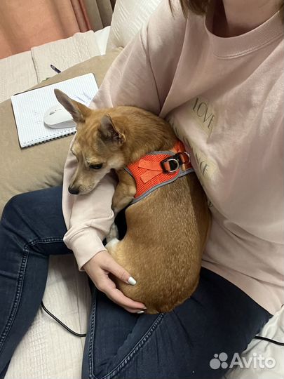 Догситтер, няня для собаки, зооняня, передержка