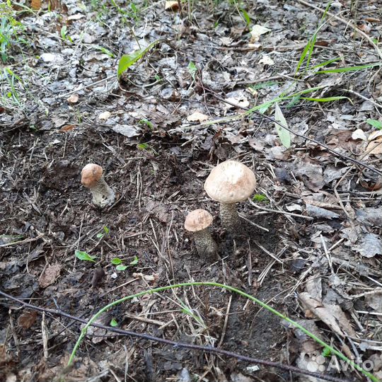 Грибы маринованные подберезовики