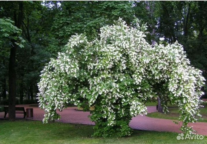 Чубушник саженцы