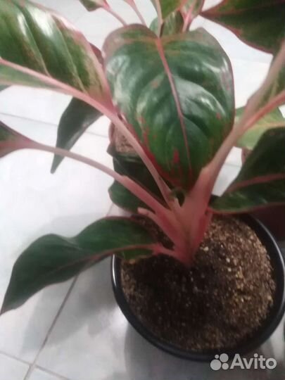 Аглаонема Крит