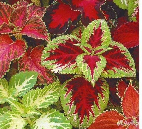 Колеусы сортовые (ассорти)