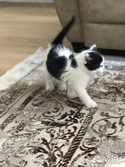 Отдам котика в добрые руки