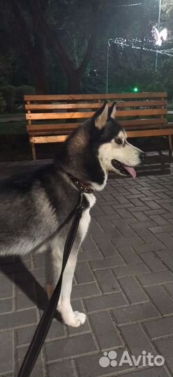 Кабель хаски на вязку