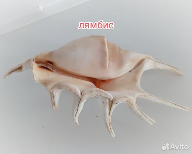 Большая морская раковина