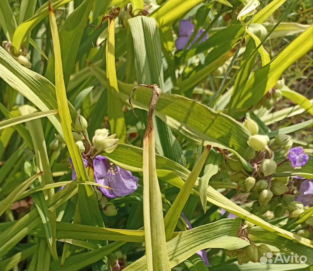 Цветы для сада