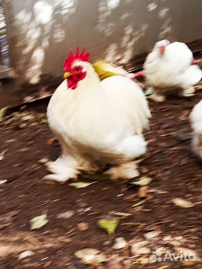 Карликовые кохинхины семья