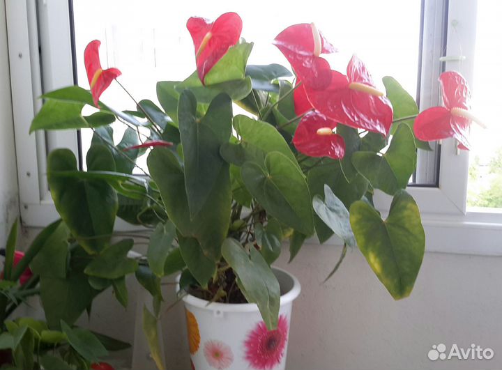 Комнатные цветы антуриум