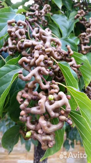 Семена конфетного дерева