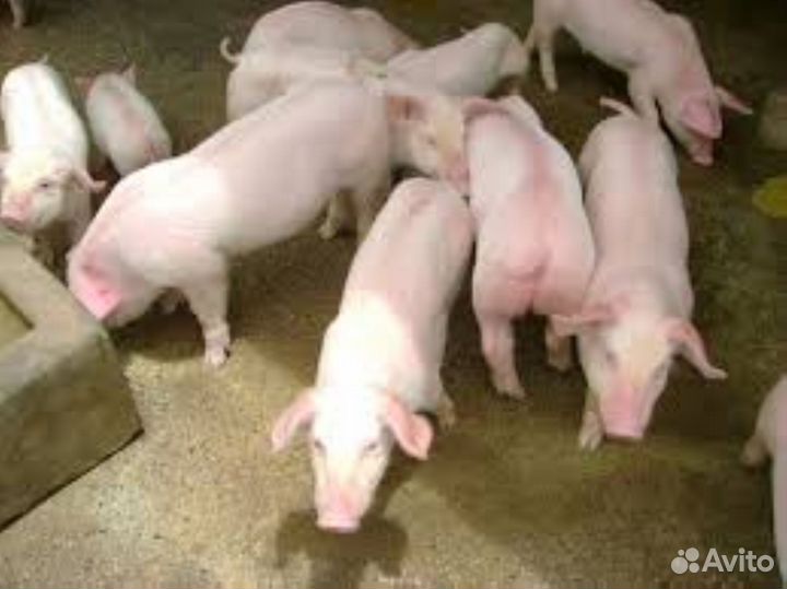 Продам поросят