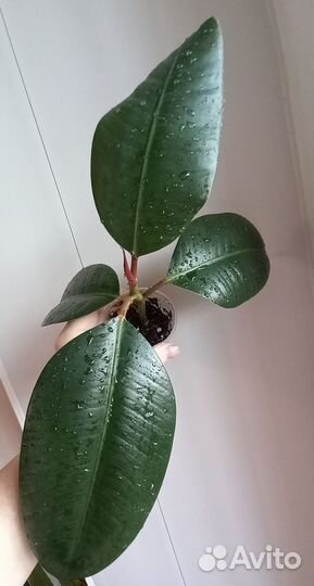 Фикус эластика