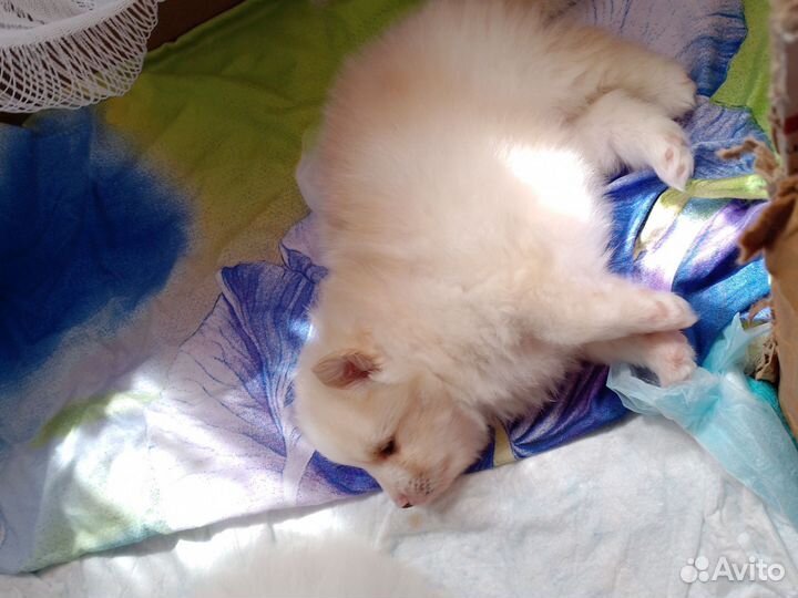 Собаки щенки шпиц