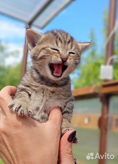 Котята шпротные, возраст 1 месяц, мальчики